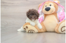Poodle Puppy for Adoption