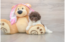Poodle Puppy for Adoption