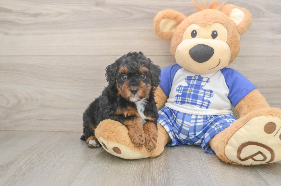 6 week old Poodle Puppy For Sale - Fairfield Furbabies