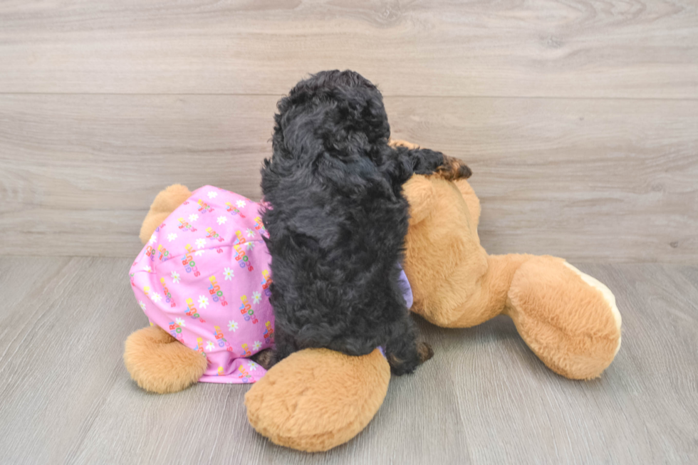 Poodle Pup Being Cute