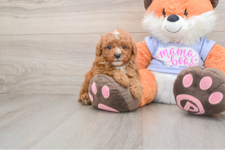 Poodle Puppy for Adoption