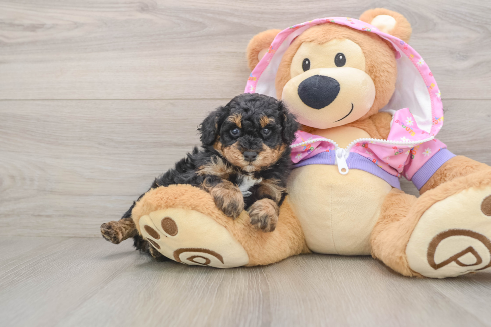 Sweet Pudel Purebred Puppy