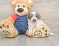 7 week old Poodle Puppy For Sale - Fairfield Furbabies