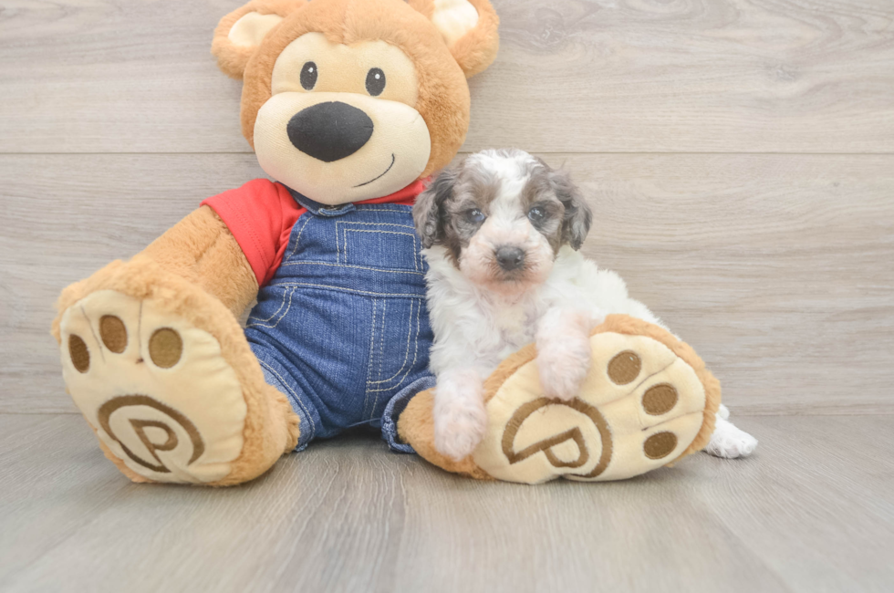 7 week old Poodle Puppy For Sale - Fairfield Furbabies