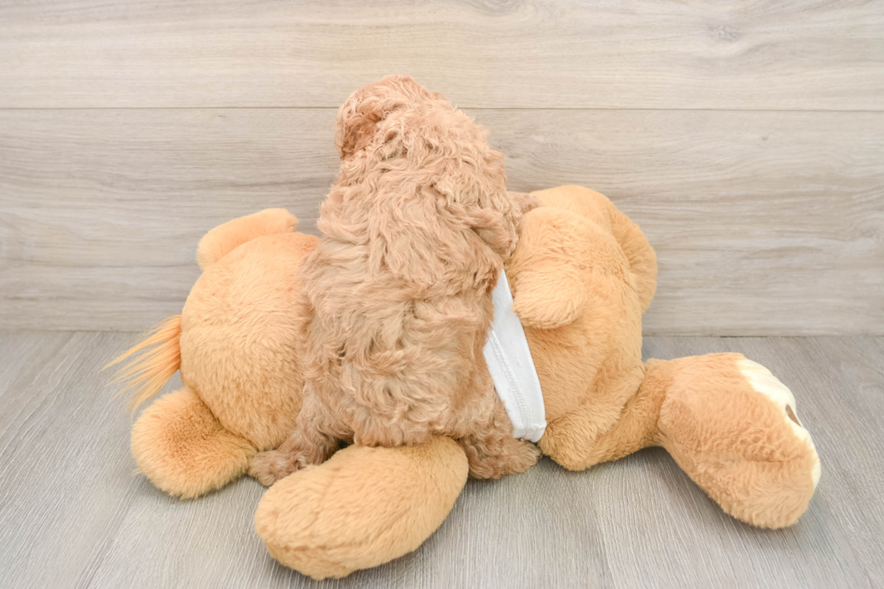 Hypoallergenic Poodle Baby