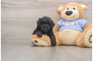 Fluffy Pudel Purebred Puppy
