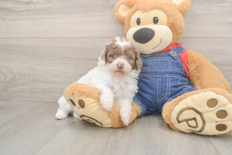 Small Poodle Purebred Pup