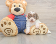 7 week old Poodle Puppy For Sale - Fairfield Furbabies