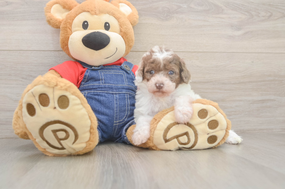 7 week old Poodle Puppy For Sale - Fairfield Furbabies