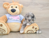 6 week old Poodle Puppy For Sale - Fairfield Furbabies