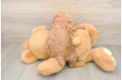 Poodle Pup Being Cute