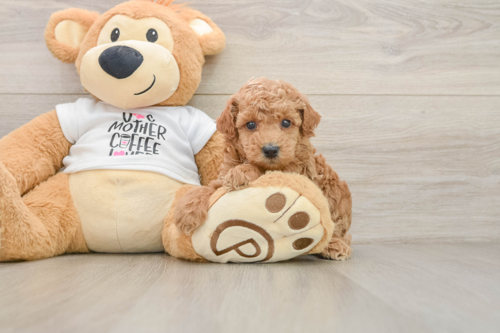 Poodle Pup Being Cute