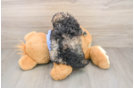 Small Poodle Purebred Pup