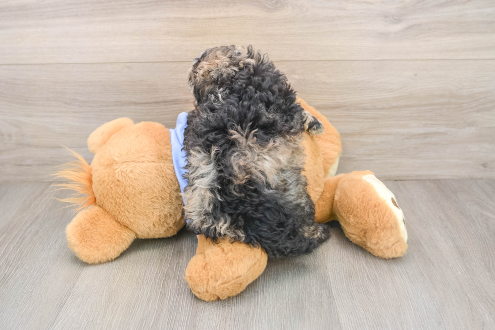 Small Poodle Purebred Pup