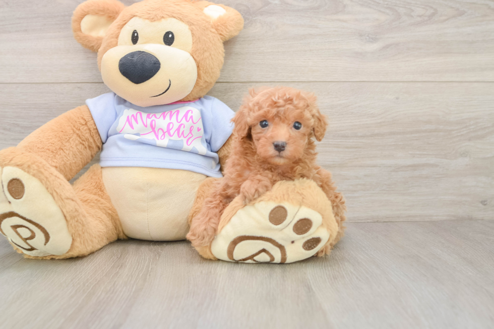 Akc Registered Poodle Baby