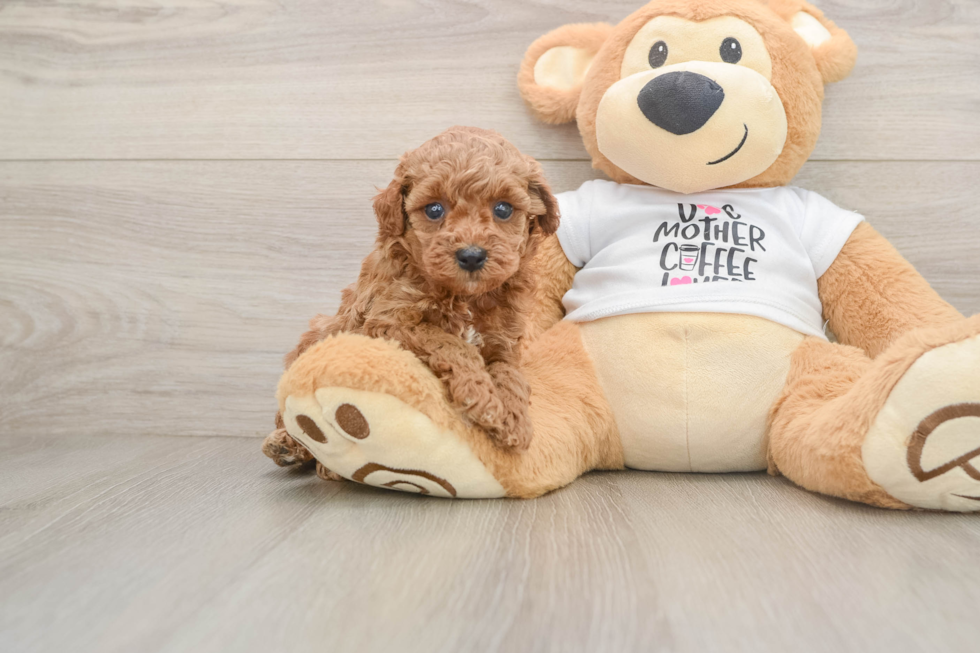 Energetic Caniche Purebred Puppy