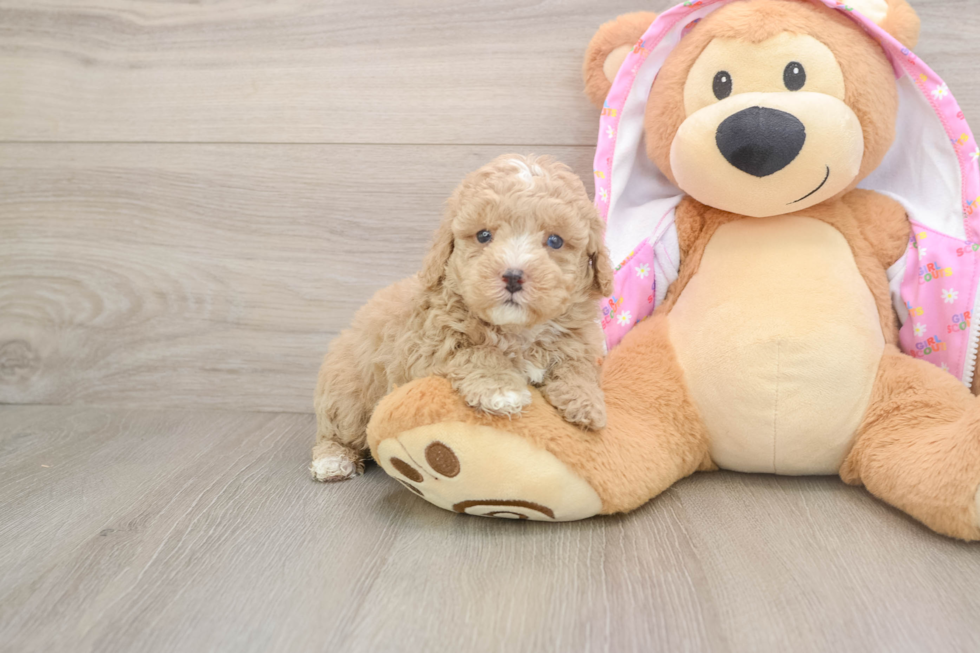 Poodle Puppy for Adoption