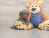 7 week old Poodle Puppy For Sale - Fairfield Furbabies