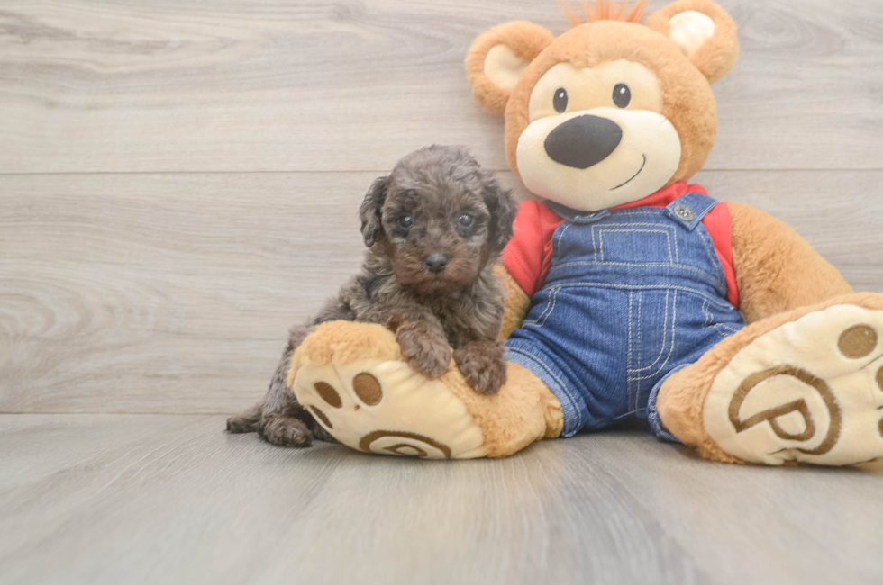 7 week old Poodle Puppy For Sale - Fairfield Furbabies