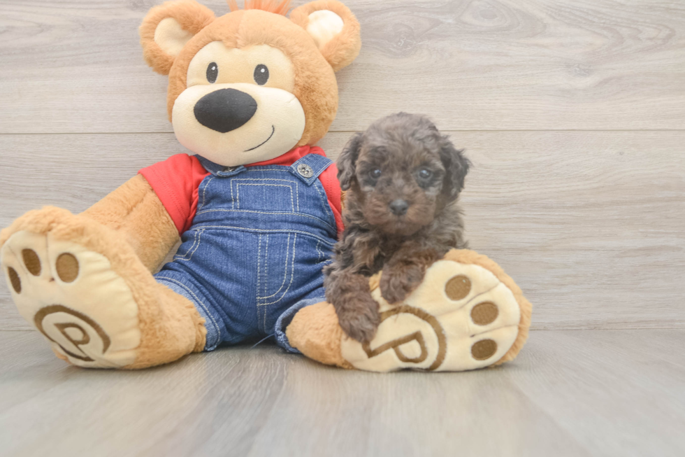 Happy Pudel Purebred Puppy