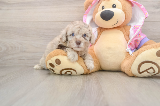 TONKA, a Poodle littermate