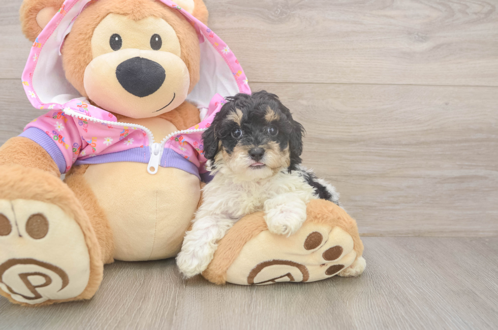 6 week old Poodle Puppy For Sale - Fairfield Furbabies