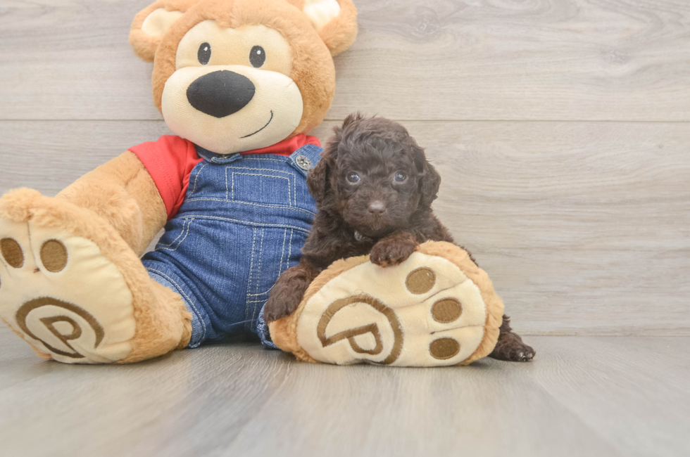 7 week old Poodle Puppy For Sale - Fairfield Furbabies
