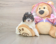 7 week old Poodle Puppy For Sale - Fairfield Furbabies