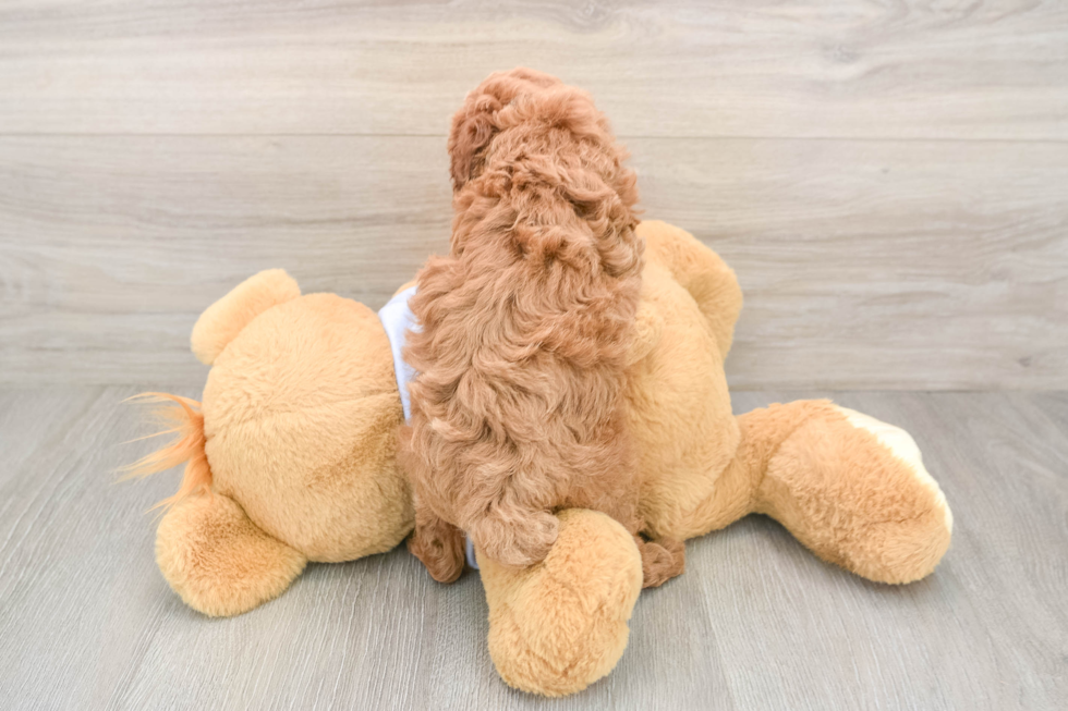 Cute Caniche Purebred Puppy