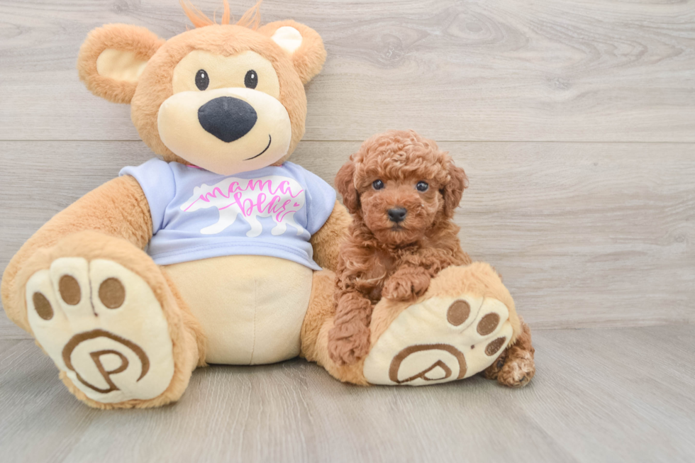 Smart Pooodle Purebred Puppy