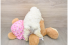 Poodle Puppy for Adoption