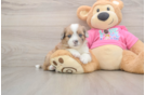 Cute Ausstzu Designer Puppy