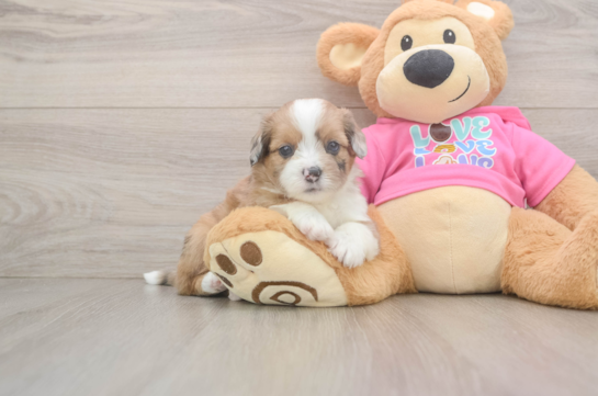 Cute Ausstzu Designer Puppy