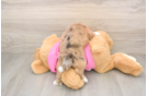 Cute Saussie Baby