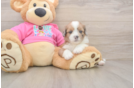 Saussie Puppy for Adoption