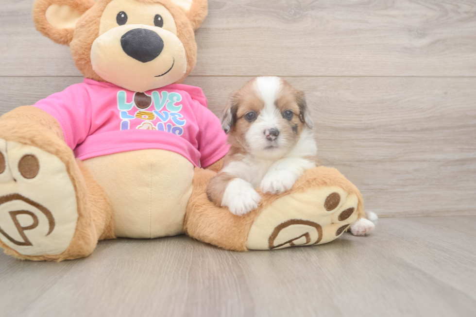 Saussie Puppy for Adoption
