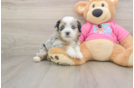 Best Saussie Baby
