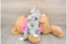Saussie Puppy for Adoption