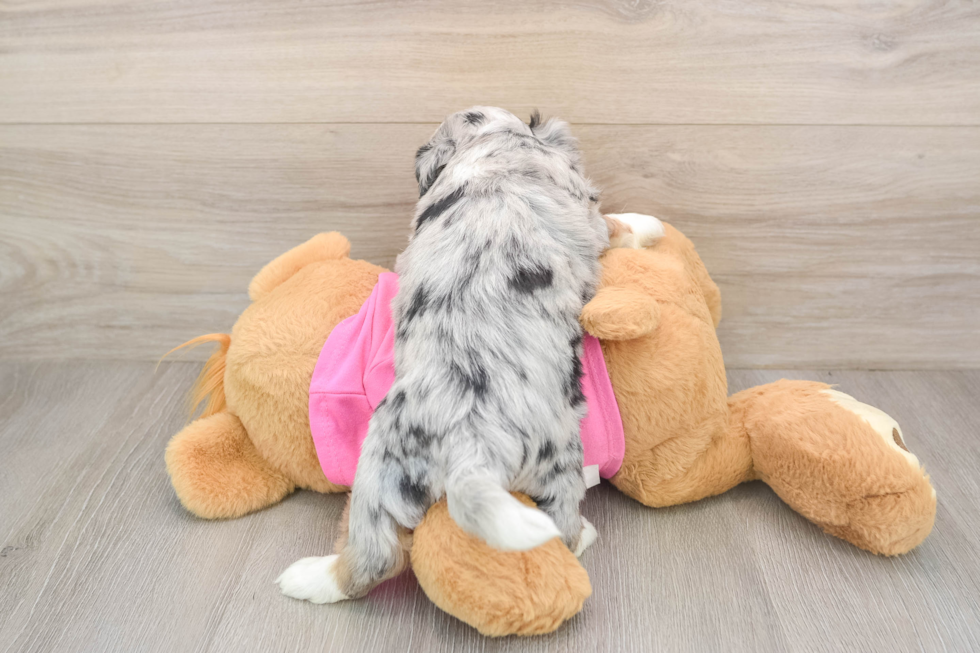 Saussie Puppy for Adoption