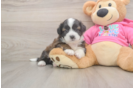 Saussie Pup Being Cute