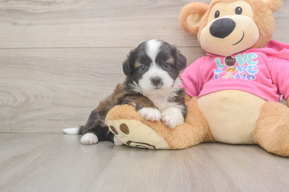 Saussie Pup Being Cute