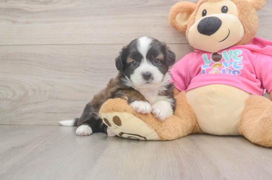 Saussie Pup Being Cute