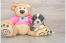 Best Saussie Baby