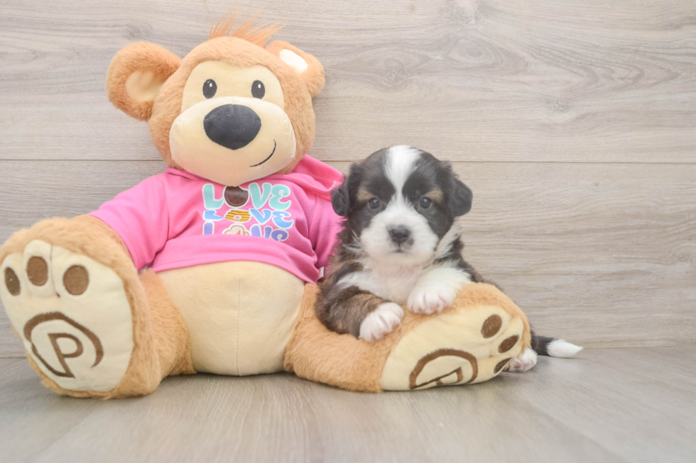 Best Saussie Baby