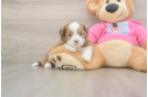 Cute Ausstzu Designer Puppy