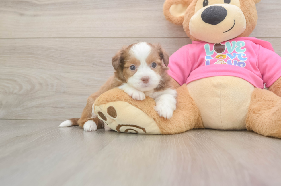 5 week old Saussie Puppy For Sale - Fairfield Furbabies