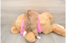 Saussie Puppy for Adoption