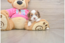 Saussie Puppy for Adoption