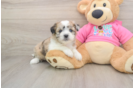 Saussie Pup Being Cute