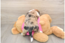 Best Saussie Baby